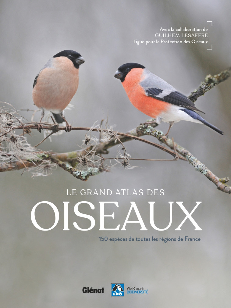 Le grand Atlas des oiseaux -  , Guilhem Lesaffre - GLENAT